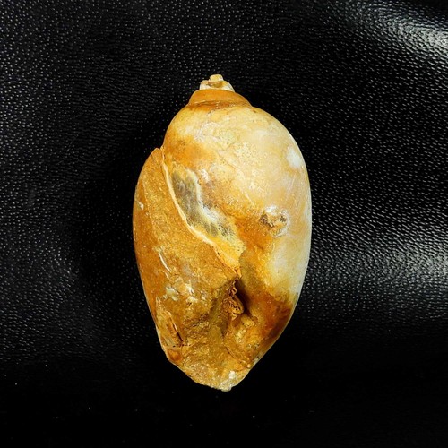 Natürliche schnecke fossil - schnecke,