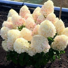 Hortensie DIAMANTINO Rispenhortensie Weis/ Rosa Hydrangea paniculata