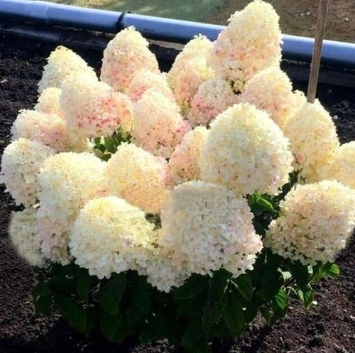 Hortensie diamantino - hortensie,