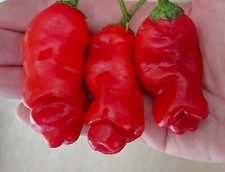 SAMEN so etwas habe sie im Gemüseregal noch nicht gesehen der selten Penis Chili