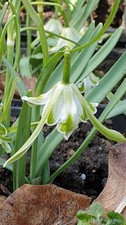 Galanthus " Walrus", Schneeglöckchen mit außergewöhnlicher Blüte, knospend