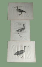 Konvolut 3  Stück alte uralte  Stahlstiche ? Radierungen - Vögel  Tiere  ANTIK !