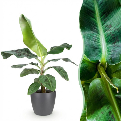 Zimmerpflanzen musa dwarf - zimmerpflanzen,