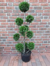 Gartenbonsai / Thuja plicata Martin, mattgrün (Gesamthöhe: 140-150 cm) + Dünger