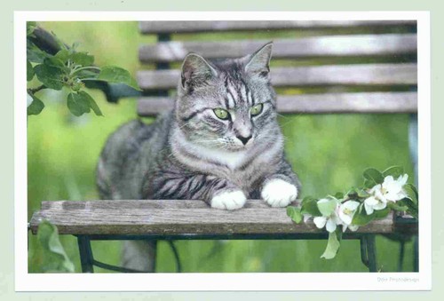 Postkarte katze gut - ak,