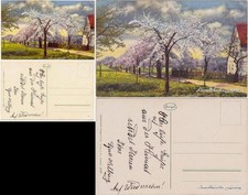 Ansichtskarte  Obstbaumallee