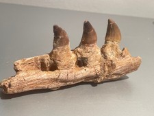 3.16 Mosasaurus Kiefer Marokko