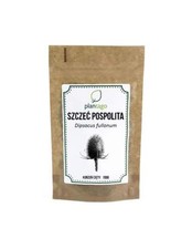 Teeselwurzel - Dipsacus