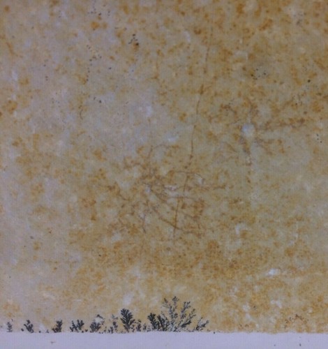 Saccocoma pectinata fossil - pectinata,