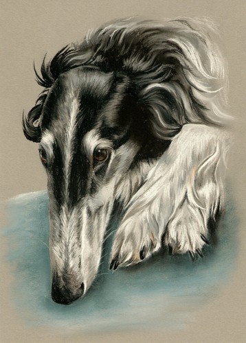 Windhund levrier barsoi - *,