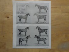 Orig.(1908) Holzstich