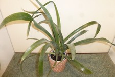 Bromelie sehr großer