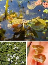 Froschbiss Zwergseerose winterhart immergrün Wasserpflanzen Deko für den Teich