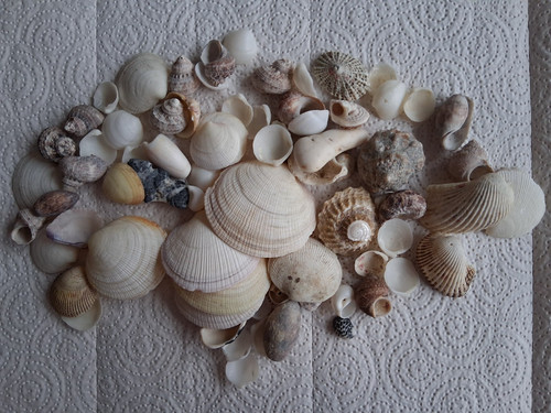Muschelsammlung muschelmix - muschelsammlung,,
