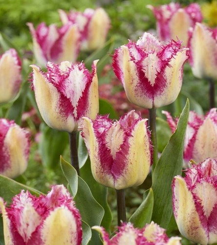 Tulpen blumenzwiebeln zwiebeln - tulpen,