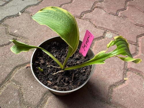 Hosta funkie crested surf - hosta, /