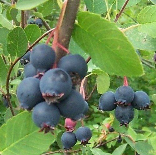 Honeywood großfrüchtige