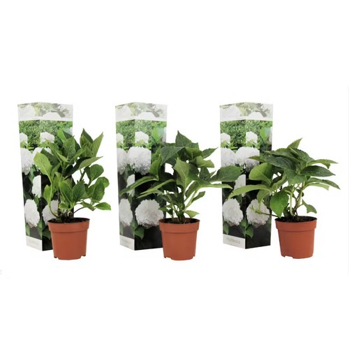 Pflanzen hydrangea wudu - 3,