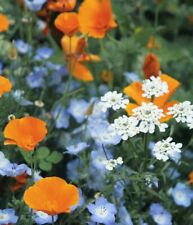 6500+ (10 g) Samen Sommer Blumen Wiesen Mischung Bienen Wildblume Bunte Wiese N3