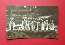 Foto AK HUNDE um 1930 Hund Bernhardiner Welpen  ( 39589