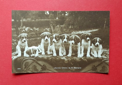 Foto hunde 1930 - um, hund