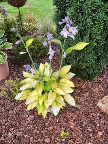 Funkien hosta ableger - funkien,