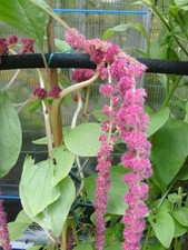 AMARANTH ROT 100 Samen Blumen