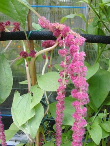 Amaranth rot 100 samen - amaranth,