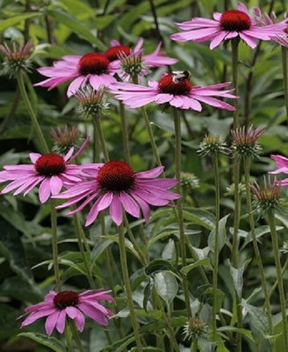 Sonnenhut rot echinacea - sonnenhut, *
