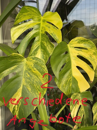Monstera deliciosa borsigiana