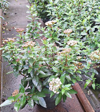 Viburnum tinus immergrüner Mittelmeer Schneeball rosa weiße Blüten 5 L