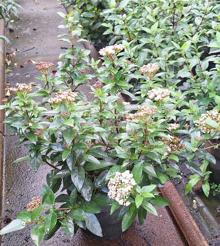 Viburnum tinus immergrüner