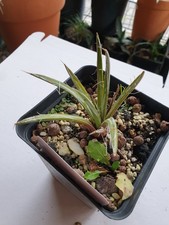 Agave parviflora - Agave - extrem frosthart - Bayerische Freilandkultur 