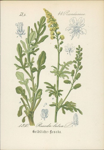 Chromolithographie gelbliche - chromolithographie,
