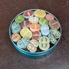 Lithops Pflanzenmischung, Seltene Lithops, Lithops Pflanzen, lebende Steine