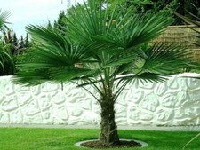 Trachycarpus fortunei Hanfpalme bis 140 cm Höhe Freilandzucht. Frosthart bis -18