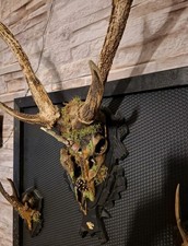 Hirschschädel  Echt Vikinger Dekoration Geweih Weißwedelhirsch 