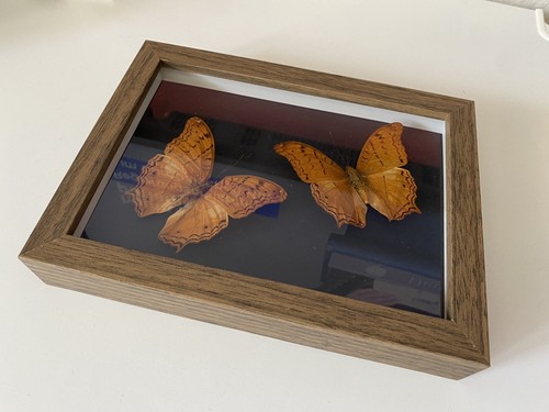 Schmetterling präparat - schmetterling,
