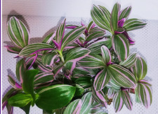 Dreimasterblume Tradescantia