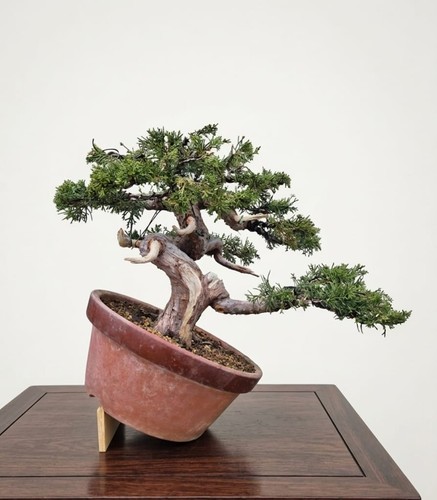 Bonsai aus wacholder itoigawa - bonsai,