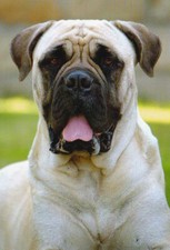 BULLMASTIFF  Postkarte * Hund  *  Dog    BAKO Postcard  