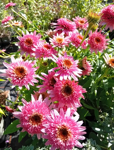 Staude sonnenhut echinacea - sonnenhut,