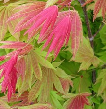 Hochstamm Japanischer