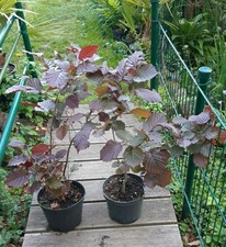 Rote haselnuss rotlaubige - haselnuss,