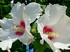 Hibiskus gartenhibiskus - 2,