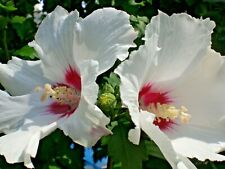 2 Hibiskus Gartenhibiskus syriakus 1x weiß+1x pink winterhart Pflanze Konvolut?