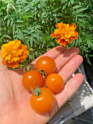 Tomatensamen - 🇺🇸,