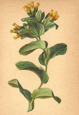 ALPENFLORA ALPINE FLOWERS