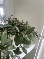 Selten!! Hoya Rosita