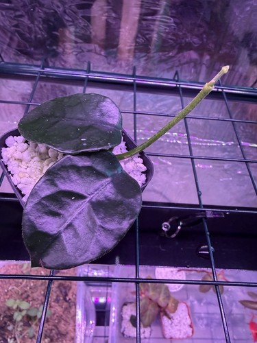 Hoya villosa